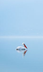 Preview wallpaper pelican, bird, water, minimalism