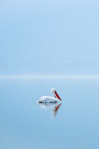 Preview wallpaper pelican, bird, water, minimalism