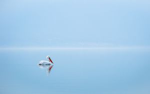Preview wallpaper pelican, bird, water, minimalism