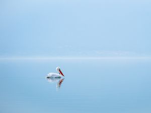 Preview wallpaper pelican, bird, water, minimalism