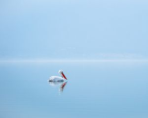 Preview wallpaper pelican, bird, water, minimalism