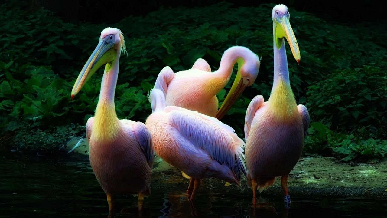 Wallpaper pelican, flock, pink, water, family