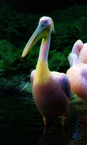 Preview wallpaper pelican, flock, pink, water, family