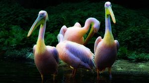 Preview wallpaper pelican, flock, pink, water, family