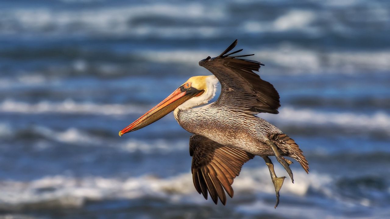 Wallpaper pelican, flying, waves, beak