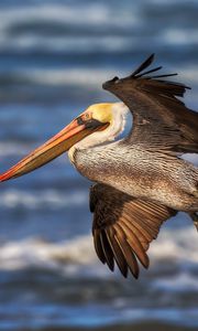 Preview wallpaper pelican, flying, waves, beak