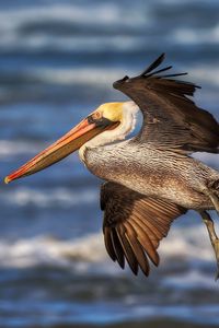 Preview wallpaper pelican, flying, waves, beak