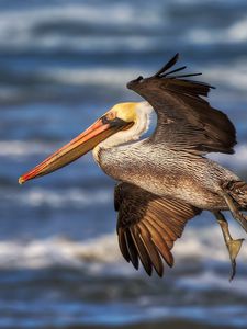 Preview wallpaper pelican, flying, waves, beak