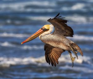 Preview wallpaper pelican, flying, waves, beak