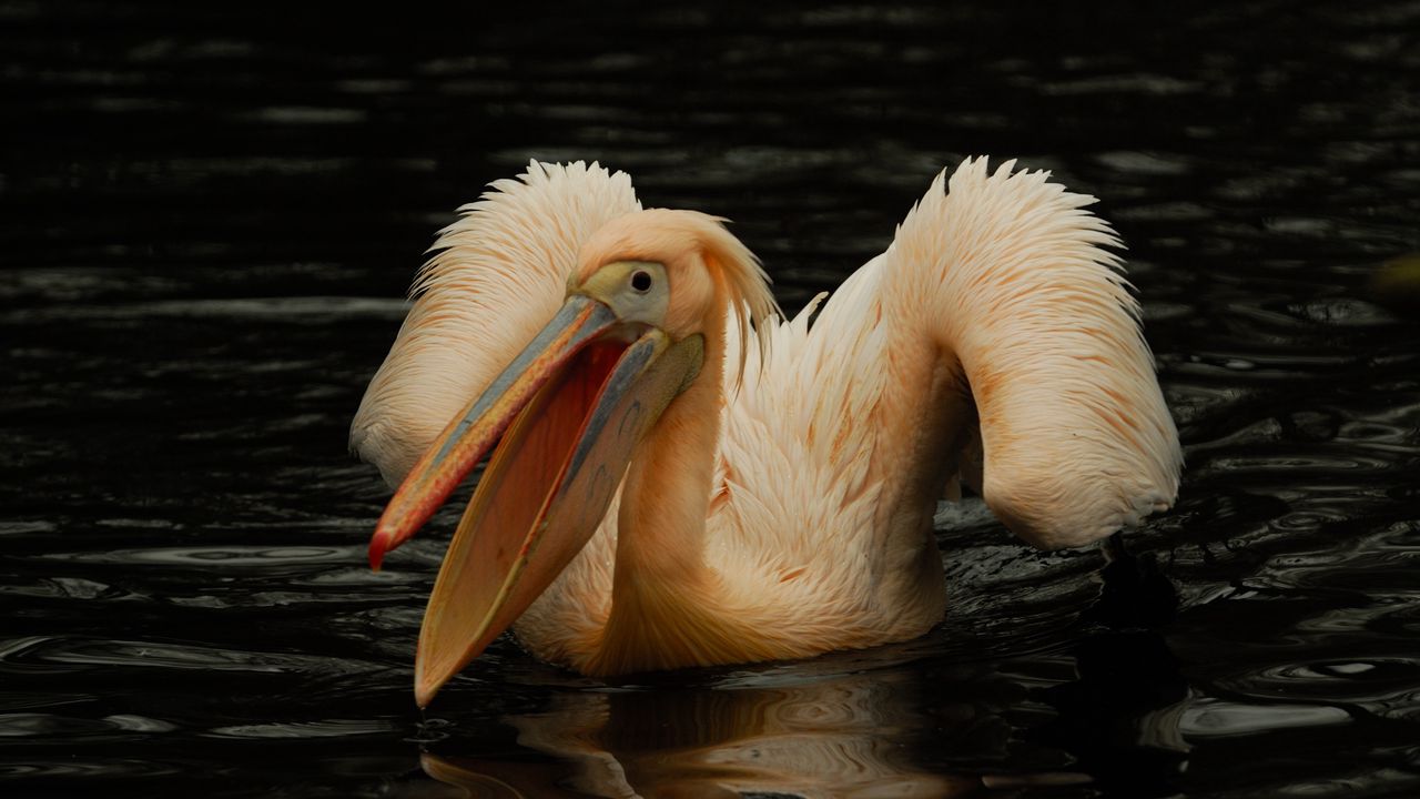 Wallpaper pelican, pink, bird, water