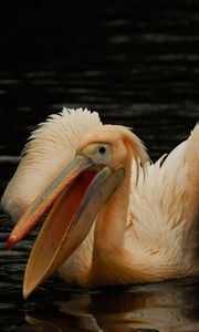 Preview wallpaper pelican, pink, bird, water