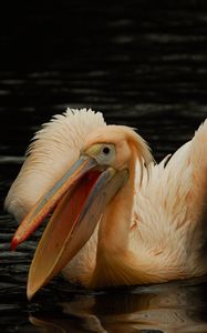 Preview wallpaper pelican, pink, bird, water