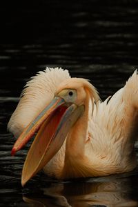Preview wallpaper pelican, pink, bird, water