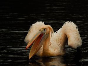 Preview wallpaper pelican, pink, bird, water
