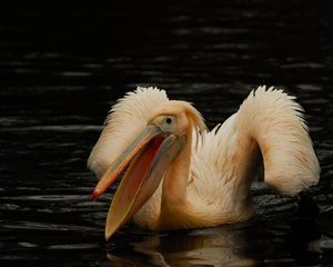 Preview wallpaper pelican, pink, bird, water