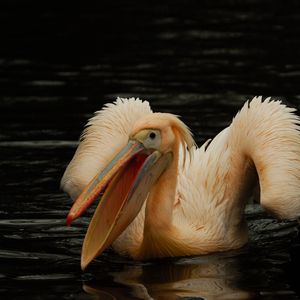 Preview wallpaper pelican, pink, bird, water