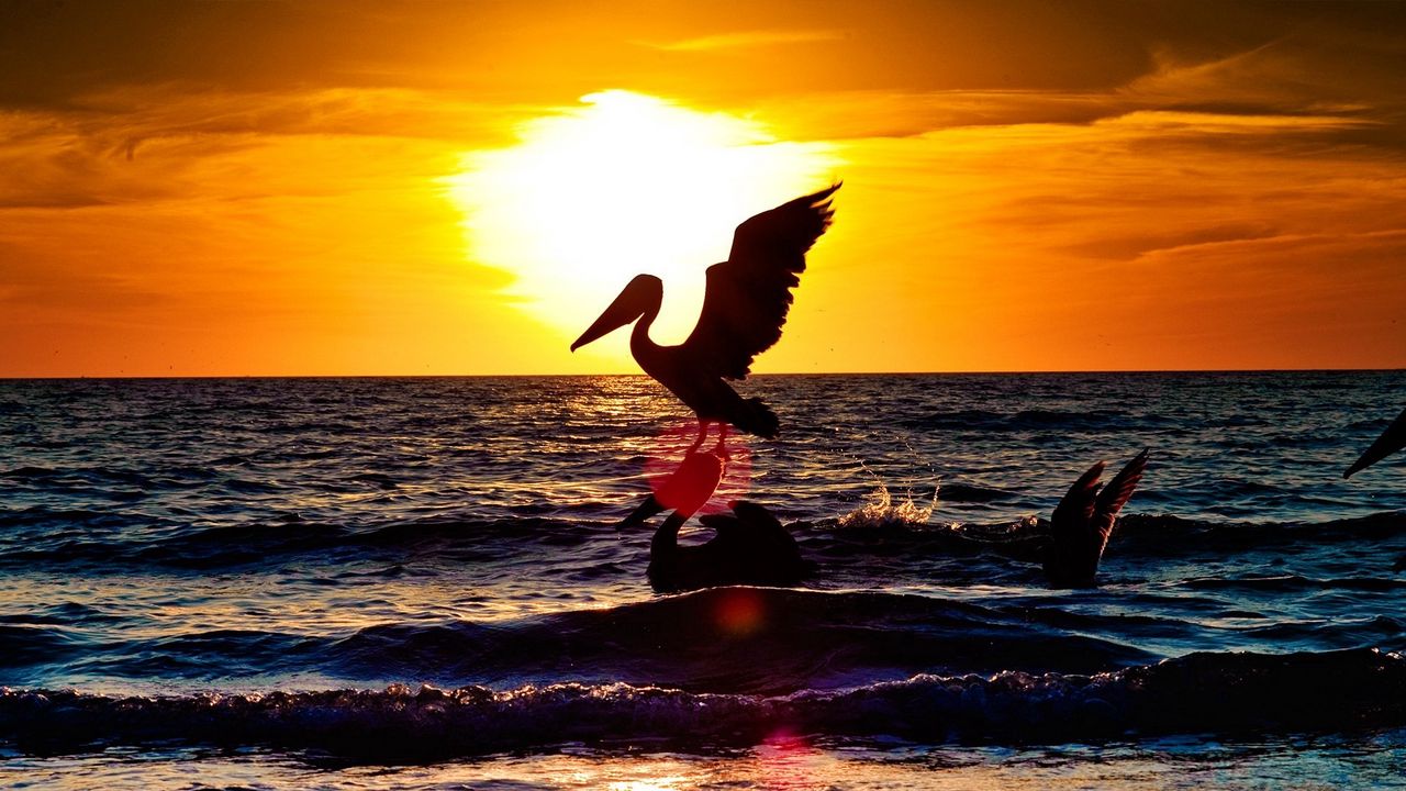 Wallpaper pelican, stork, landscape, sea, flying, sunset