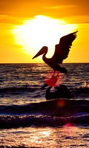 Preview wallpaper pelican, stork, landscape, sea, flying, sunset
