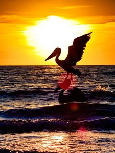 Preview wallpaper pelican, stork, landscape, sea, flying, sunset