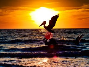 Preview wallpaper pelican, stork, landscape, sea, flying, sunset