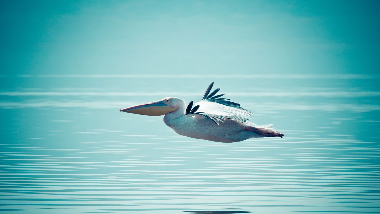 Wallpaper pelican, water, swimming, flying
