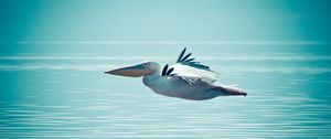 Preview wallpaper pelican, water, swimming, flying