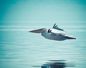 Preview wallpaper pelican, water, swimming, flying