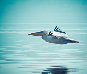 Preview wallpaper pelican, water, swimming, flying
