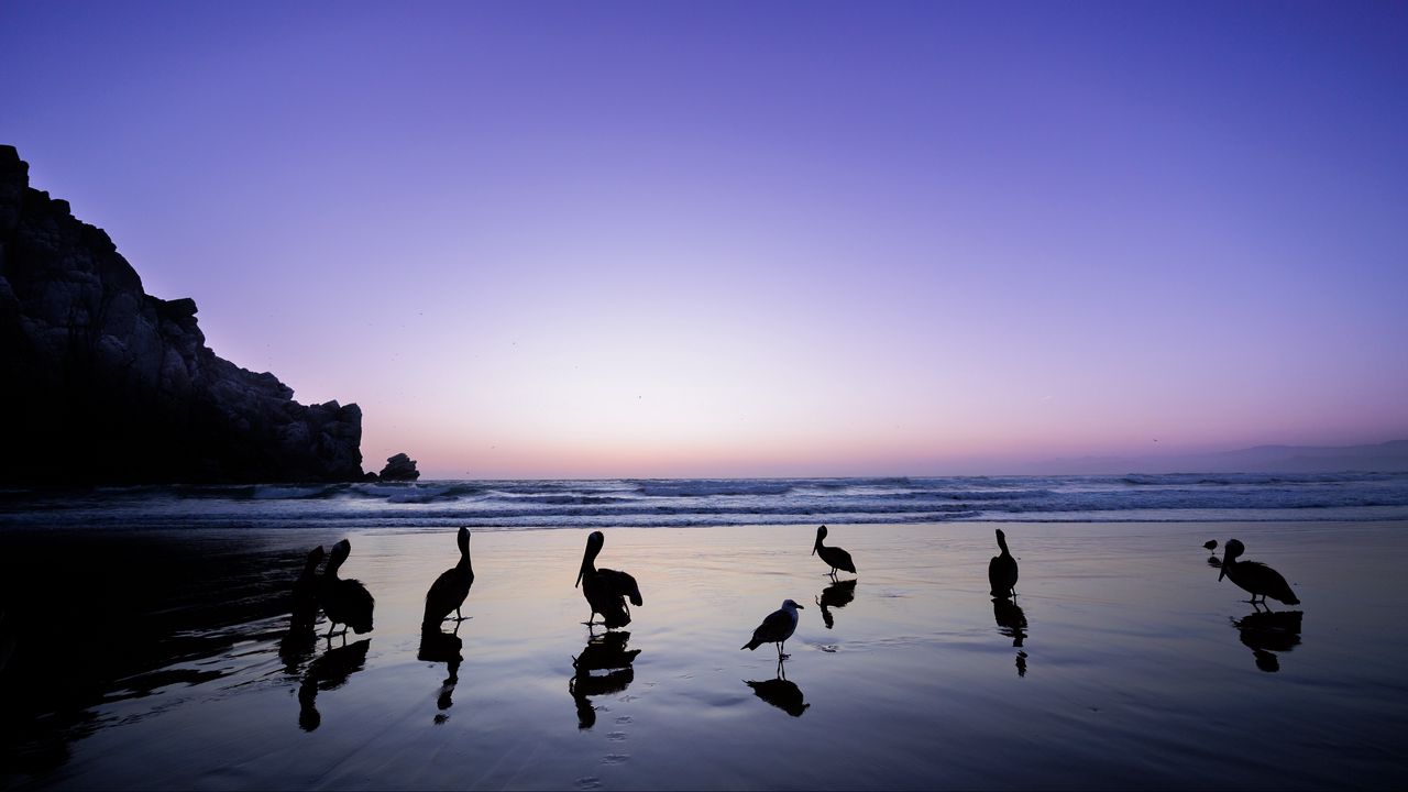 Wallpaper pelicans, birds, silhouettes, sea, shore, dark