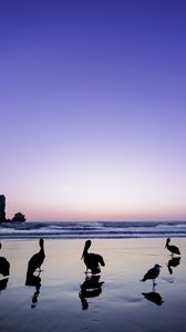 Preview wallpaper pelicans, birds, silhouettes, sea, shore, dark