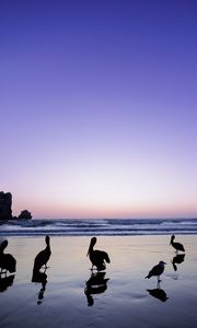 Preview wallpaper pelicans, birds, silhouettes, sea, shore, dark