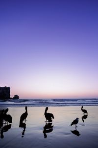 Preview wallpaper pelicans, birds, silhouettes, sea, shore, dark