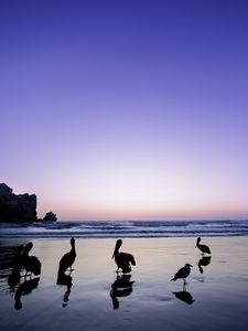Preview wallpaper pelicans, birds, silhouettes, sea, shore, dark