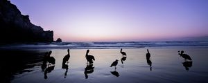 Preview wallpaper pelicans, birds, silhouettes, sea, shore, dark