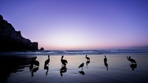 Preview wallpaper pelicans, birds, silhouettes, sea, shore, dark