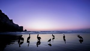 Preview wallpaper pelicans, birds, silhouettes, sea, shore, dark