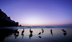 Preview wallpaper pelicans, birds, silhouettes, sea, shore, dark