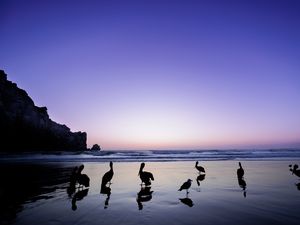 Preview wallpaper pelicans, birds, silhouettes, sea, shore, dark