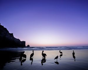 Preview wallpaper pelicans, birds, silhouettes, sea, shore, dark