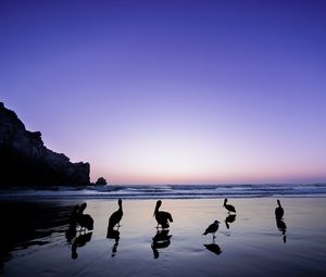 Preview wallpaper pelicans, birds, silhouettes, sea, shore, dark