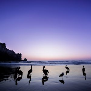 Preview wallpaper pelicans, birds, silhouettes, sea, shore, dark