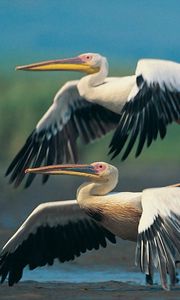 Preview wallpaper pelicans, flying, wings, flap