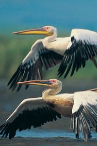 Preview wallpaper pelicans, flying, wings, flap