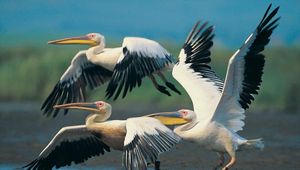 Preview wallpaper pelicans, flying, wings, flap