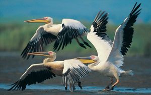 Preview wallpaper pelicans, flying, wings, flap