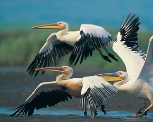 Preview wallpaper pelicans, flying, wings, flap