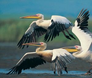 Preview wallpaper pelicans, flying, wings, flap