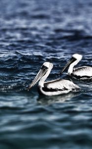 Preview wallpaper pelicans, sea, water, swimming, bird