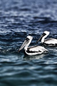 Preview wallpaper pelicans, sea, water, swimming, bird