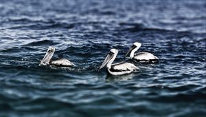 Preview wallpaper pelicans, sea, water, swimming, bird